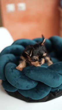 Köpek yatağında dinlenen sevimli oynak Yorkshire teriyeri köpek yavrusu. Dinlenme odasında yatan komik kulaklı sevimli bir köpek. Evcil hayvanlar