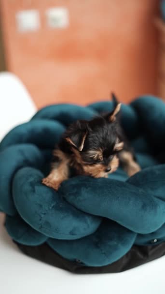 Anjing Yorkshire Terrier Yang Lucu Beristirahat Tempat Tidur Anjing Anjing — Stok Video