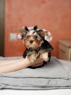 Yorkshire Teriyeri Köpeği gri bir yastığın üzerinde oturuyor. Sevimli evcil hayvanlar.
