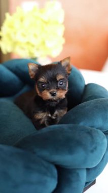 Köpek yatağında dinlenen sevimli oynak Yorkshire teriyeri köpek yavrusu. Dinlenme odasında yatan komik kulaklı sevimli bir köpek. Evcil hayvanlar