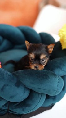 Köpek yatağında dinlenen sevimli oynak Yorkshire teriyeri köpek yavrusu. Dinlenme odasında yatan komik kulaklı sevimli bir köpek. Evcil hayvanlar