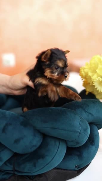 Χαριτωμένο Παιχνιδιάρικο Τεριέ Γιορκσάιρ Κουτάβι Στηρίζεται Ένα Κρεβάτι Σκύλου Μικρό — Αρχείο Βίντεο
