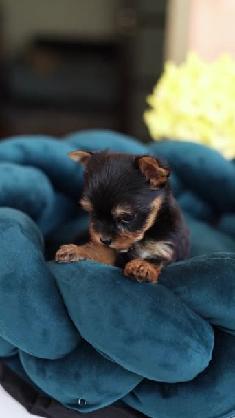 かわいい遊び心のあるヨークシャーテリアの子犬は犬のベッドで休んでいます ラウンジャーに横たわっている面白い耳を持つ小さな愛らしい犬 国内ペット — ストック動画