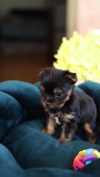 Cute Playful Yorkshire Terrier Puppy Puppy Resting Dog Bed Small — Stock Video