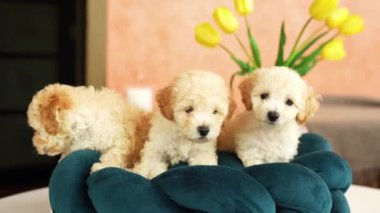 Köpek yatağında dinlenen sevimli oyuncak kaniş yavruları. Komik kulakları olan sevimli küçük bir köpek şezlongda yatıyor. Evcil hayvanlar