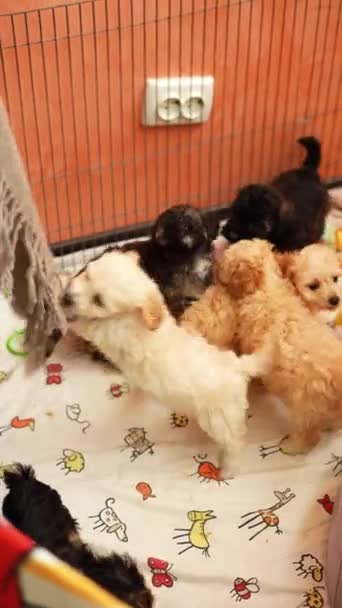 장난감 강아지는 감금소 카메라를보고 — 비디오