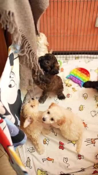 Toy Poodle Puppies Sit Cage Look Camera — Stock Video