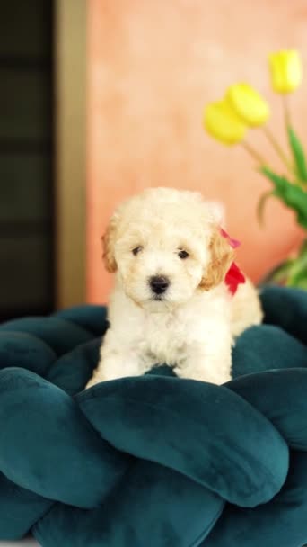귀여운 장난감 강아지 침대에 재미있는 귀가있는 매력적인 라운지에 있습니다 — 비디오