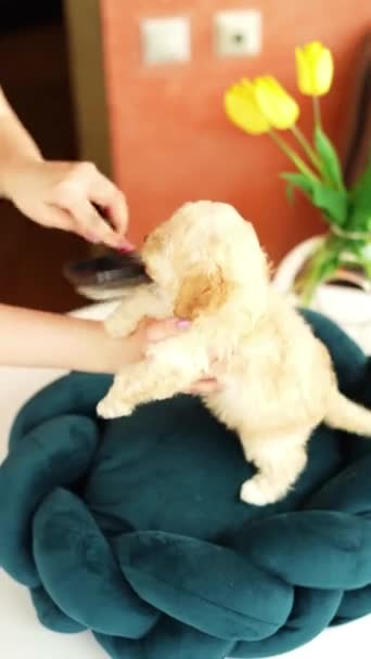 Bonito Brinquedo Brincalhão Cachorro Poodle Descansando Uma Cama Cachorro Pequeno — Vídeo de Stock