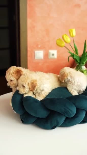 Милі Грайливі Іграшкові Пуделі Цуценята Відпочивають Собачому Ліжку Маленька Чарівна — стокове відео