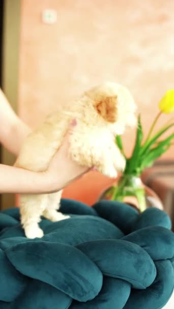 可爱的玩具狮子狗躺在狗床上 一只长着滑稽耳朵的迷人的小狗躺在躺椅上 — 图库视频影像