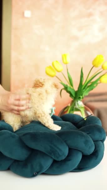 犬のベッドで休んでいるかわいい遊び心のあるおもちゃのプードル子犬 面白い耳を持つ小さな魅力的な犬は チェイスラウンジにあります ペット — ストック動画