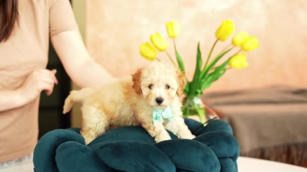 犬のベッドで休んでいるかわいい遊び心のあるおもちゃのプードル子犬 面白い耳を持つ小さな魅力的な犬は チェイスラウンジにあります ペット — ストック動画