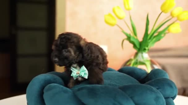 Cute Zabawny Pudel Zabawka Szczeniak Spoczywa Łóżku Psa Mały Uroczy — Wideo stockowe
