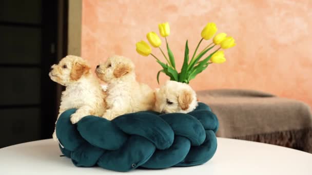 Cute Playful Toy Poodle Puppies Resting Dog Bed Small Charming — Stock Video