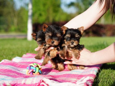 Yorkshire Teriyer Köpeği Yeşil Çimlerde Oturuyor. Yumuşak, sevimli köpek kameraya bakar. Evcil hayvanlar