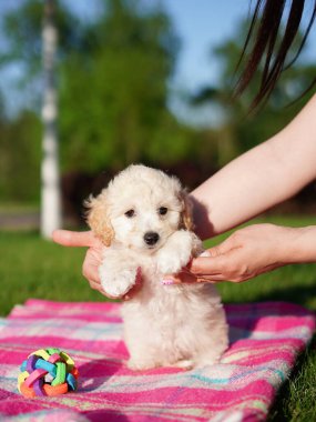 Beyaz Oyuncak Köpek Puppy parkta battaniyenin üzerinde oturuyor. Şirin köpek yavrusu kameraya bakıyor. Evcil hayvanlar