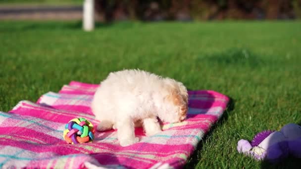 White Toy Poodle Puppy Sitter Filten Park Söt Valp Tittar — Stockvideo