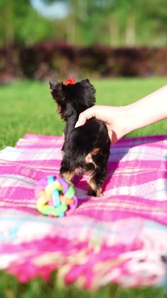Yorkshire Terrier Puppy Sitting Green Grass Fluffy Cute Dog Looks — Stock Video