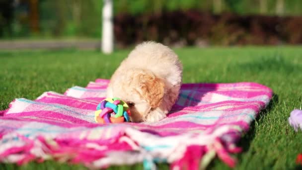 白色的玩具狮子狗坐在公园的毛毯上 可爱的小狗在看相机 家养宠物 — 图库视频影像
