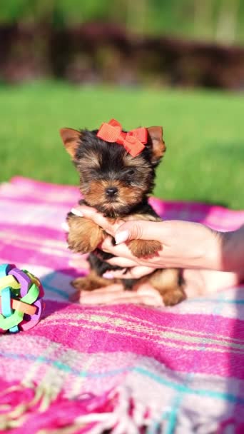 Yorkshire Terrier Puppy Sentado Grama Verde Cão Fofo Fofo Olha — Vídeo de Stock