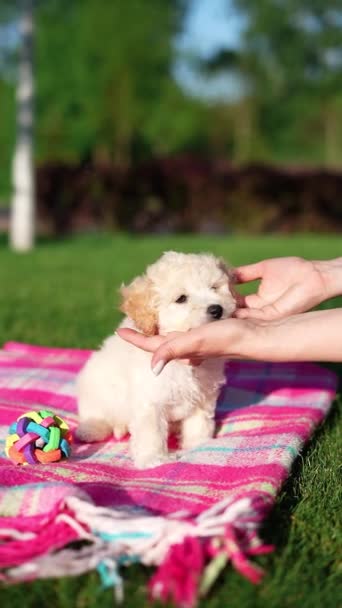 白いトイプードル子犬は公園の毛布の上に座っています かわいい子犬がカメラを見ている 国内ペット — ストック動画
