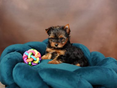 Köpek yatağında dinlenen sevimli oynak Yorkshire teriyeri köpek yavrusu. Dinlenme odasında yatan komik kulaklı sevimli bir köpek. Evcil hayvanlar