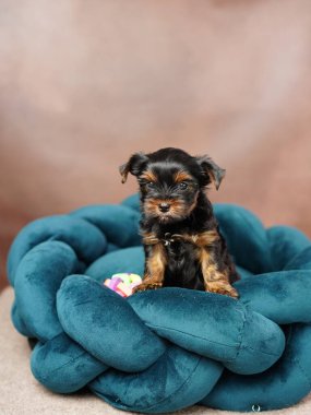 Köpek yatağında dinlenen sevimli oynak Yorkshire teriyeri köpek yavrusu. Dinlenme odasında yatan komik kulaklı sevimli bir köpek. Evcil hayvanlar