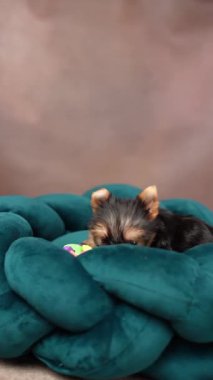 Köpek yatağında dinlenen sevimli oynak Yorkshire teriyeri köpek yavrusu. Dinlenme odasında yatan komik kulaklı sevimli bir köpek. Dikey video