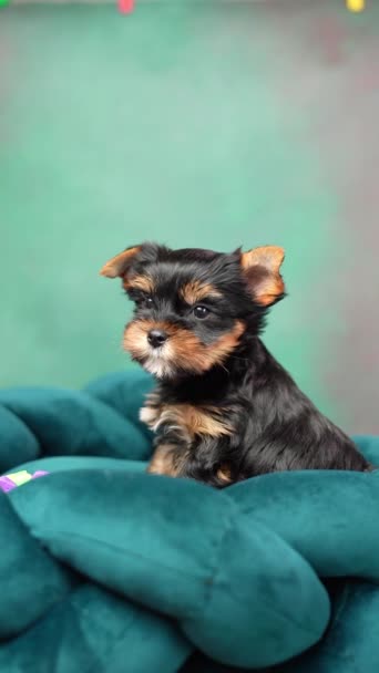 Cute Playful Yorkshire Terrier Puppy Puppy Resting Dog Bed Small — Stock Video