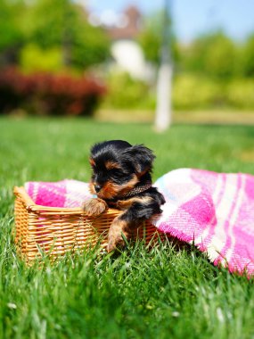 Yorkshire Teriyer Köpeği Yeşil Çimen 'de beyaz bir sepette oturuyor. Yumuşak, sevimli köpek kameraya bakar. Evcil hayvanlar