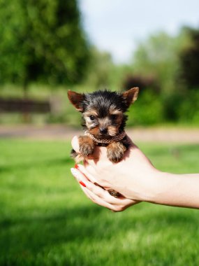 Yorkshire Teriyer Köpeği Yeşil Çimen 'de beyaz bir sepette oturuyor. Yumuşak, sevimli köpek kameraya bakar. Evcil hayvanlar