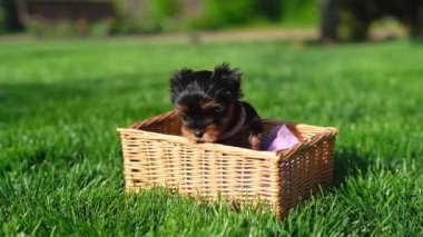 Yorkshire Teriyer Köpeği Yeşil Çimen 'de beyaz bir sepette oturuyor. Yumuşak, sevimli köpek kameraya bakar. Evcil hayvanlar