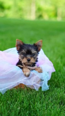 Yorkshire Teriyer Köpeği Yeşil Çimen 'de beyaz bir sepette oturuyor. Yumuşak, sevimli köpek kameraya bakar. Evcil hayvanlar