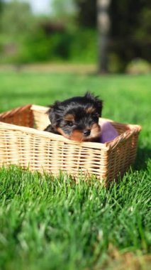 Yorkshire Teriyer Köpeği Yeşil Çimen 'de beyaz bir sepette oturuyor. Yumuşak, sevimli köpek kameraya bakar. Evcil hayvanlar