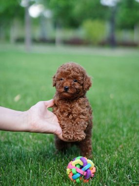 Kırmızı Oyuncak Köpek Yavrusu Yeşil Çimlerde Oturuyor. Yumuşak, sevimli köpek kameraya bakar. Evcil hayvanlar