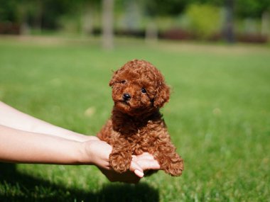 Kırmızı Oyuncak Köpek Yavrusu Yeşil Çimlerde Oturuyor. Yumuşak, sevimli köpek kameraya bakar. Evcil hayvanlar