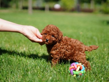 Kırmızı Oyuncak Köpek Yavrusu Yeşil Çimlerde Oturuyor. Yumuşak, sevimli köpek kameraya bakar. Evcil hayvanlar