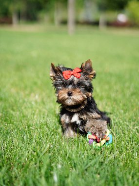 Yorkshire Teriyer Köpeği Yeşil Çimlerde Oturuyor. Yumuşak, sevimli köpek kameraya bakar. Evcil hayvanlar