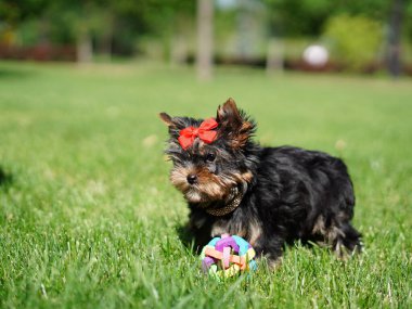Yorkshire Teriyer Köpeği Yeşil Çimlerde Oturuyor. Yumuşak, sevimli köpek kameraya bakar. Evcil hayvanlar