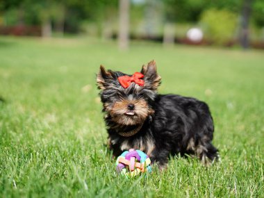 Yorkshire Teriyer Köpeği Yeşil Çimlerde Oturuyor. Yumuşak, sevimli köpek kameraya bakar. Evcil hayvanlar