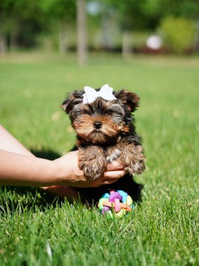 Yorkshire Teriyer Köpeği Yeşil Çimlerde Oturuyor. Yumuşak, sevimli köpek kameraya bakar. Evcil hayvanlar