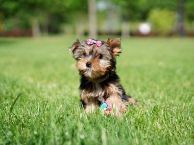 Yorkshire Teriyer Köpeği Yeşil Çimlerde Oturuyor. Yumuşak, sevimli köpek kameraya bakar. Evcil hayvanlar