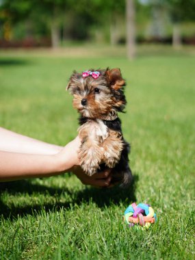 Yorkshire Teriyer Köpeği Yeşil Çimlerde Oturuyor. Yumuşak, sevimli köpek kameraya bakar. Evcil hayvanlar