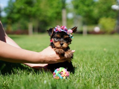 Yorkshire Teriyer Köpeği Yeşil Çimlerde Oturuyor. Yumuşak, sevimli köpek kameraya bakar. Evcil hayvanlar
