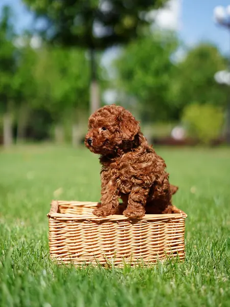 stock image Red Toy Poodle Puppy sits in a wicker basket in a park. Cute puppy with a pink bow is looking at the camera. Domestic pets