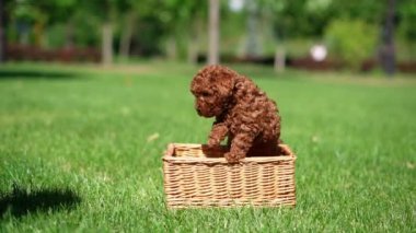 Kırmızı Oyuncak Köpek Puppy parkta hasır bir sepette oturuyor. Pembe kurdeleli şirin köpek yavrusu kameraya bakıyor. Evcil hayvanlar