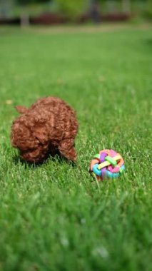 Kırmızı Oyuncak Köpek Puppy parkta hasır bir sepette oturuyor. Pembe kurdeleli şirin köpek yavrusu kameraya bakıyor. Evcil hayvanlar