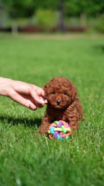 Kırmızı Oyuncak Köpek Puppy parkta hasır bir sepette oturuyor. Pembe kurdeleli şirin köpek yavrusu kameraya bakıyor. Evcil hayvanlar