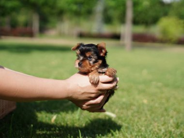 Yorkshire Teriyer Köpeği Yeşil Çimen 'de beyaz bir sepette oturuyor. Yumuşak, sevimli köpek kameraya bakar. Evcil hayvanlar